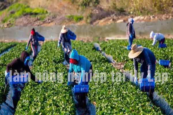 làm nông nghiệp tại Hy Lạp