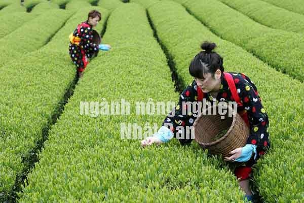 sự phát triển của ngành nông nghiệp Nhật Bản